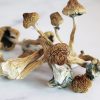 Buy golden teacher mushroom