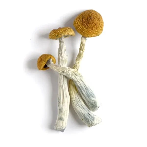 Buy Amazonian Magic Mushrooms -