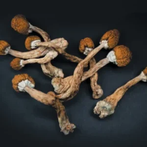 buy gold cape mushroom