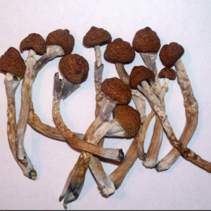 BUY PSILOCYBE CUBENSIS SPORES