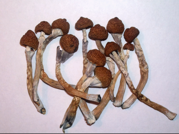 BUY PSILOCYBE CUBENSIS SPORES