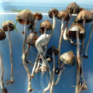 Magic Mushrooms for sale