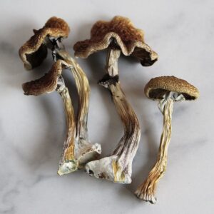 buy Wollongong  Australian magic mushrooms