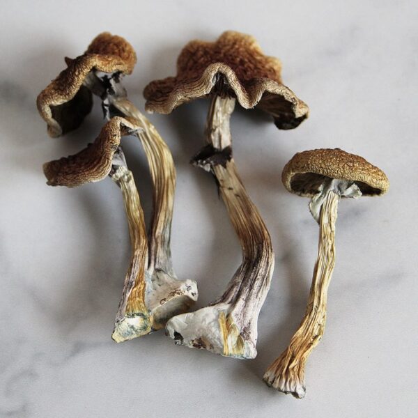 buy Wollongong  Australian magic mushrooms