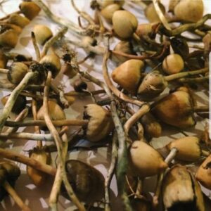 Liberty Caps Online