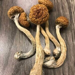 buy Psilocybe Mexicana