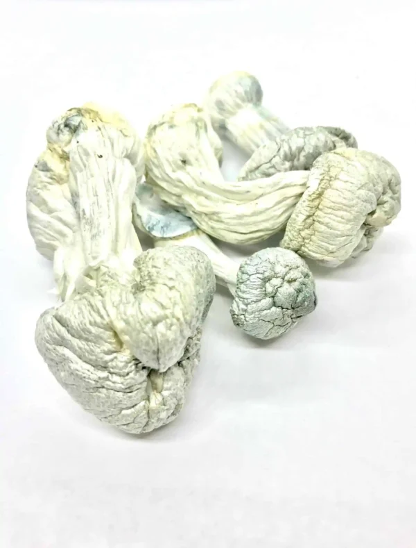 Buy Albino Penis Envy Mushrooms Online