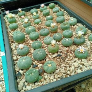 Buy peyote online