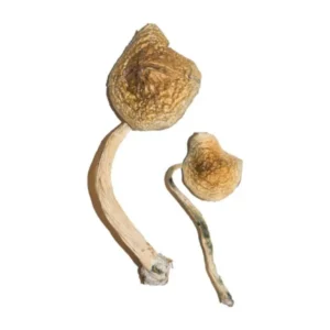 Buy Cuban Magic Mushrooms